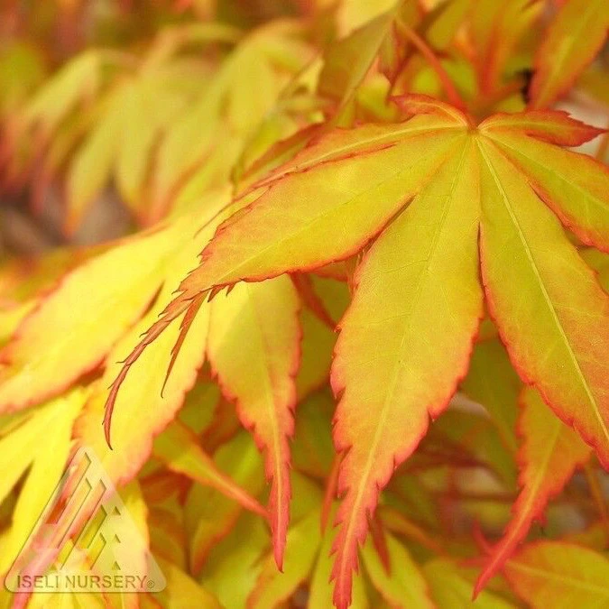 #1 Acer Pal Katsura/ Yellow-Green Upright Japanese Maple 1 #1 Acer Pal Katsura/ Yellow-Green Upright Japanese Maple