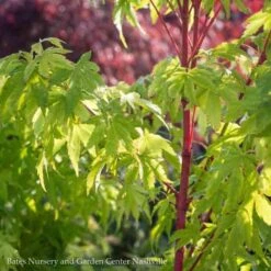 #1 Acer Pal Sango Kaku/ Upright Coral Bark JapaneseMaple -Cheap Sapling Pulse Store 1 acer pal sango kaku upright coral bark japanese 2