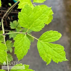 #1 Actaea (Cimicifuga) Pachypoda/ White Baneberry Native (TN) -Cheap Sapling Pulse Store 1 actaea cimicifuga pachypoda white baneberry nati 2