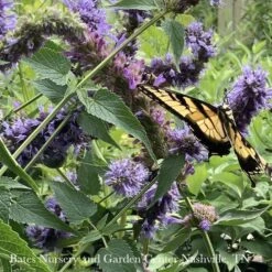 #1 Agastache Foe X Rug Blue Boa/ Giant Anise Hyssop -Cheap Sapling Pulse Store 1 agastache foe x rug blue boa giant anise hyssop 2