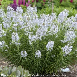 #1 Amsonia Hub String Theory/ Blue Star Native (R) -Cheap Sapling Pulse Store 1 amsonia hub string theory blue star native r 2