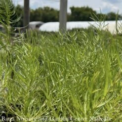 #1 Amsonia Hub String Theory/ Blue Star Native (R) -Cheap Sapling Pulse Store 1 amsonia hub string theory blue star native r 3