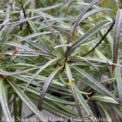 #1 Amsonia Hub String Theory/ Blue Star Native (R) -Cheap Sapling Pulse Store 1 amsonia hub string theory blue star native r 4