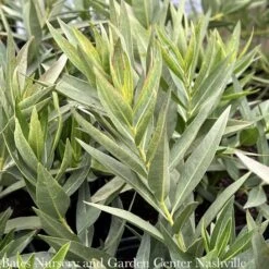 Cheap Sapling Pulse Store -Cheap Sapling Pulse Store 1 amsonia tab blue ice blue star flower native tn 1