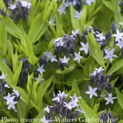 Cheap Sapling Pulse Store 26 #1 Amsonia Tab Blue Ice/ Blue Star Flower Native (TN)