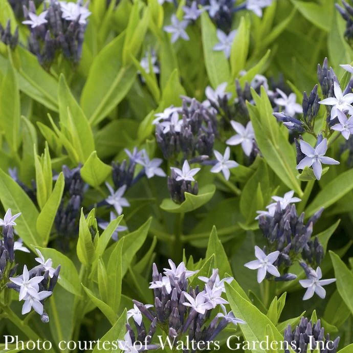 #1 Amsonia Tab Blue Ice/ Blue Star Flower Native (TN) 1 #1 Amsonia Tab Blue Ice/ Blue Star Flower Native (TN)