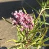 #1 Asclepias Inc Soulmate/ Pink Swamp Milkweed Native (TN)