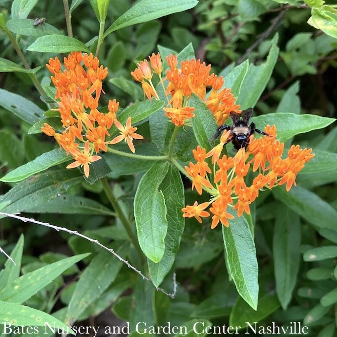 #1Asclepias Tuberosa/ Butterfly Weed Native (TN) 1 #1Asclepias Tuberosa/ Butterfly Weed Native (TN)