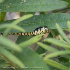 #1 Asclepias Tuberosa/ Butterfly Weed Native (TN)