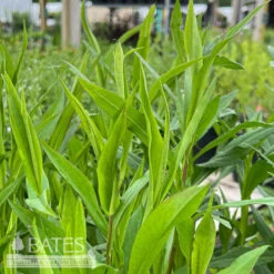 #1 Aster Laeve Var Laeve (Symphyotrichum)/ Smooth Blue Native (TN)