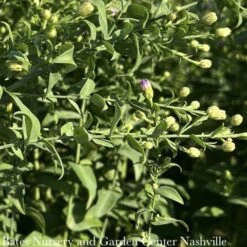 #1 Aster Laevis (Symphyotrichum Laeve) Bluebird AB/ Smooth Blue Native (R)