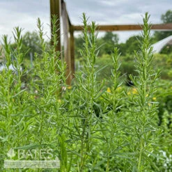 #1 Aster (Symphyotrichum) Ericoides/ White Heath Native (TN)