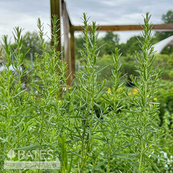 #1 Aster (Symphyotrichum) Ericoides/ White Heath Native (TN) 1 #1 Aster (Symphyotrichum) Ericoides/ White Heath Native (TN)