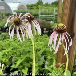 #1 Echinacea Pal Hula Dancer/ Coneflower Native (TN)