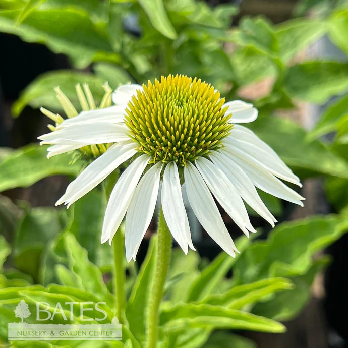 #1 Echinacea Pur Primadonna White/ Coneflower Native (TN) 1 #1 Echinacea Pur Primadonna White/ Coneflower Native (TN)