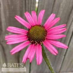 #1 Echinacea Tenn Rocky Top/ Tennessee Coneflower Native (TN)
