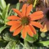 #1 Echinacea X PW Color Coded 'Orange You Awesome'/ Coneflower