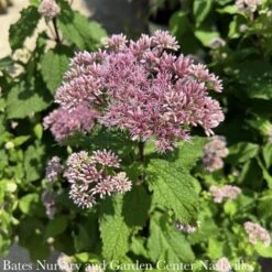 #1 Eupatorium Dubium AB Little Joe/ Joe Pye Weed Native (TN) -Cheap Sapling Pulse Store 1 eupatorium dubium ab little joe joe pye weed nat 2