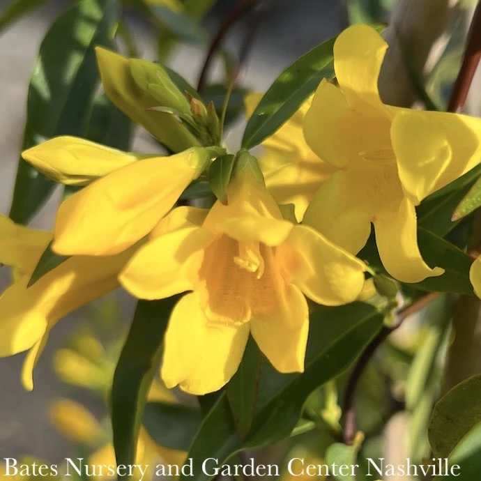 #1 Gelsemium Sempervirens/ Carolina Jessamine, Jasmine Native (TN) 2 #1 Gelsemium Sempervirens/ Carolina Jessamine, Jasmine Native (TN) - Image 2