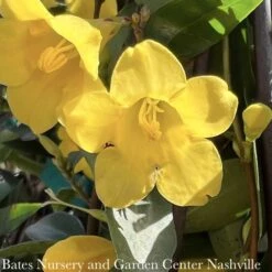 #1 Gelsemium Sempervirens/ Carolina Jessamine, Jasmine Native (TN) 5 #1 Gelsemium Sempervirens/ Carolina Jessamine, Jasmine Native (TN) -Cheap Sapling Pulse Store 1 gelsemium sempervirens carolina jessamine jasmin 2