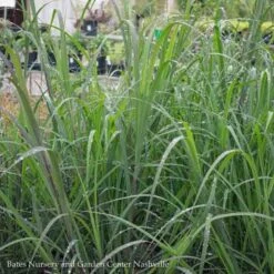 #1 Grass Andropogon Gerardii Blackhawks/ Big Bluestem Native (TN) -Cheap Sapling Pulse Store 1 grass andropogon gerardii blackhawks big blueste 2