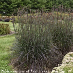 #1 Grass Andropogon Gerardii Blackhawks/ Big Bluestem Native (TN)