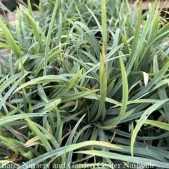 #1 Grass Carex Laxiculmis Hobb/ Bunny Blue Sedge Native (TN)