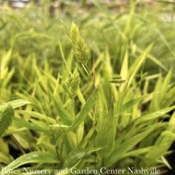 #1 Grass Chasmanthium Latifolium/ Northern Sea Oats Native (TN)