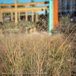 #1 Grass Panicum Virg Cloud Nine (9)/ Switch Native (TN)