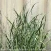 #1 Grass Panicum Virg Heavy Metal/ Switch Native (TN)