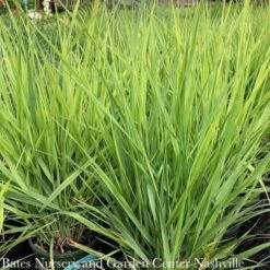 #1 Grass Panicum Virg Northwind/ Switch Native (TN) -Cheap Sapling Pulse Store 1 grass panicum virg northwind switch native tn 2