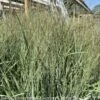 #1 Grass Panicum Virg Prairie Winds Apache Rose/ Switch Native (TN)