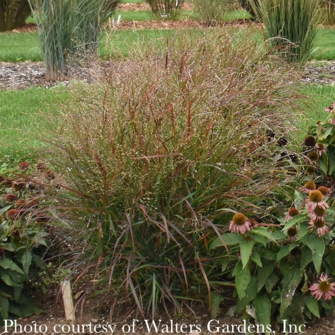 #1 Grass Panicum Virg Red Flame/ Switch Native (TN) 2 #1 Grass Panicum Virg Red Flame/ Switch Native (TN) - Image 2