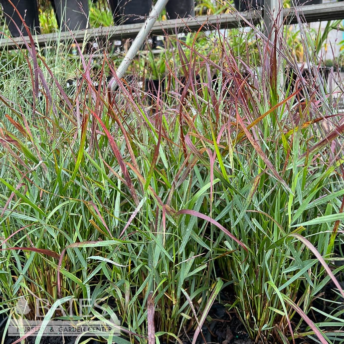 #1 Grass Panicum Virg Red Flame/ Switch Native (TN) 1 #1 Grass Panicum Virg Red Flame/ Switch Native (TN)