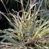 #1 Grass Schizachyrium Schop Shining Star/ Little Bluestem Native (TN)