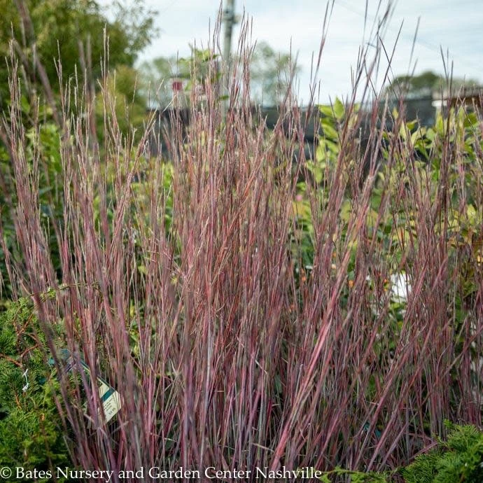#1 Grass Schizachyrium Scop Standing Ovation/ Little Bluestem Native (TN) 1 #1 Grass Schizachyrium Scop Standing Ovation/ Little Bluestem Native (TN)