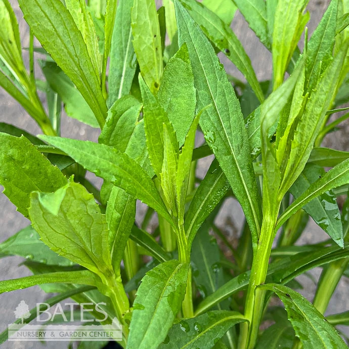 #1 Helenium Autumnale/ Sneezeweed Native (TN) 1 #1 Helenium Autumnale/ Sneezeweed Native (TN)