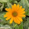 #1 Heliopsis Heli Sunstruck/ Variegated False Sunflower Native (TN)