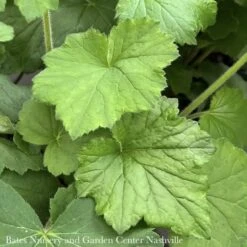 #1 Heuchera Vill Autumn Bride/ Coral Bells Native (TN)
