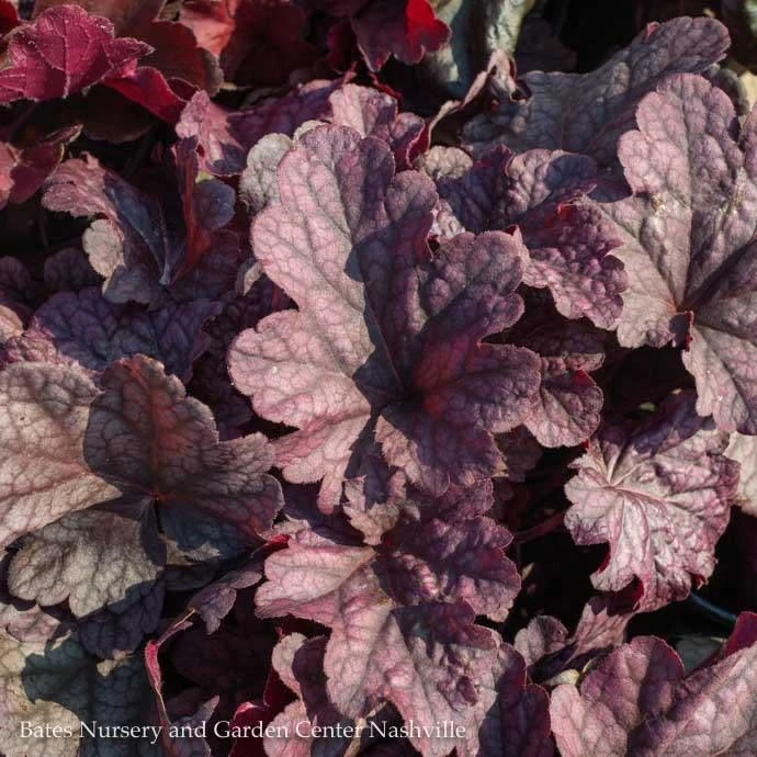 #1 Heuchera X Berry Smoothie/ Coral Bells 1 #1 Heuchera X Berry Smoothie/ Coral Bells