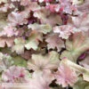 #1 Heuchera X Carnival Watermelon/ Coral Bells