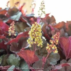 #1 Heuchera X Little Cutie 'Blondie'/ Coral Bells