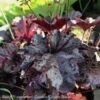 #1 Heuchera X Obsidian/ Black Coral Bells