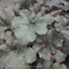 #1 Heuchera X PW Primo 'Black Pearl'/ Coral Bells