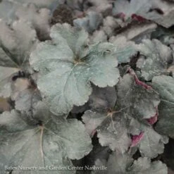 #1 Heuchera X PW Primo 'Black Pearl'/ Coral Bells