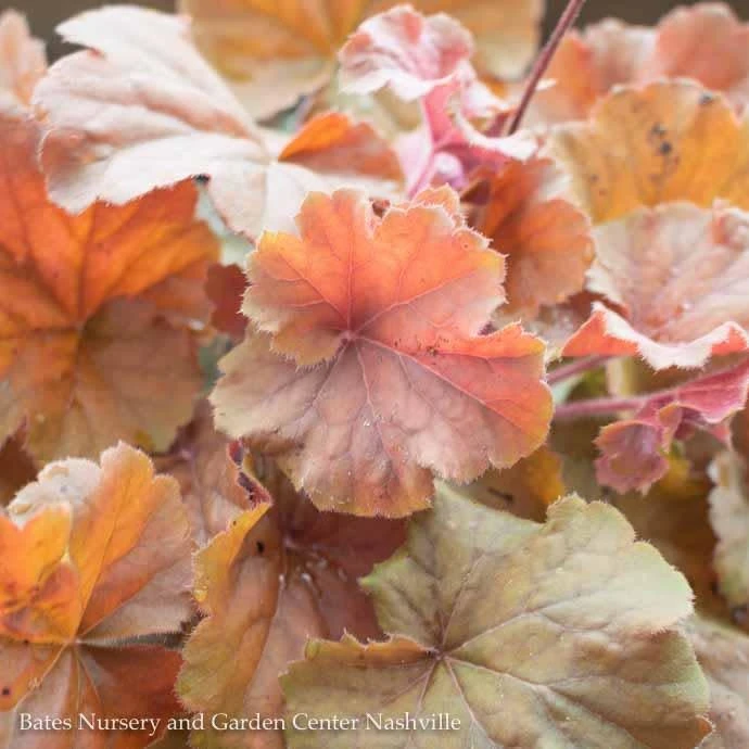 #1 Heuchera X Rich Northern Exposure 'Amber'/ Coral Bells 1 #1 Heuchera X Rich Northern Exposure 'Amber'/ Coral Bells
