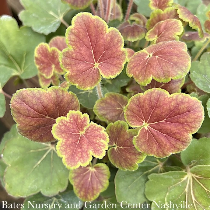 #1 Heuchera X Rich Northern Exposure 'Sienna'/ Coral Bells 1 #1 Heuchera X Rich Northern Exposure 'Sienna'/ Coral Bells