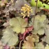 #1 Heuchera X Sirens' Song 'Orange Delight'/ Coral Bells