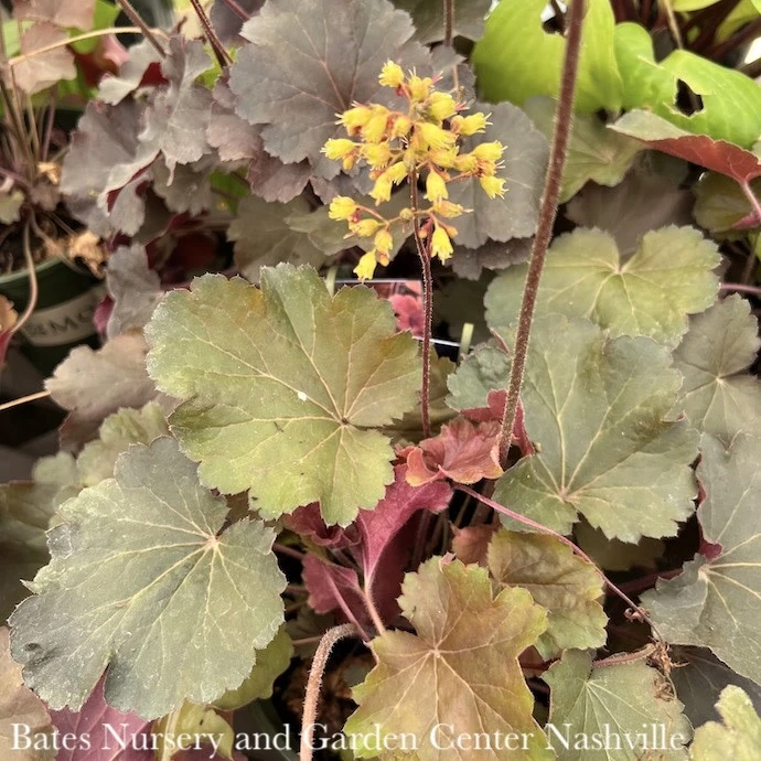 #1 Heuchera X Sirens' Song 'Orange Delight'/ Coral Bells 1 #1 Heuchera X Sirens' Song 'Orange Delight'/ Coral Bells