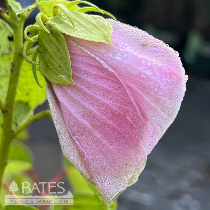 #1 Hibiscus Moscheutos/ Hardy Swamp Mallow Native (TN) 1 #1 Hibiscus Moscheutos/ Hardy Swamp Mallow Native (TN)